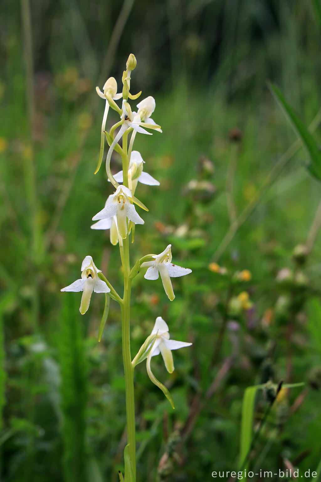 Detailansicht von Zweiblättrige Waldhyazinthe (Platanthera bifolia)