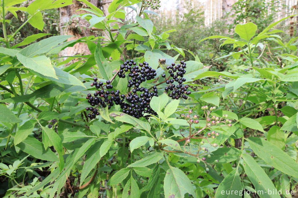 Zwerg-Holunder, Sambucus ebulus