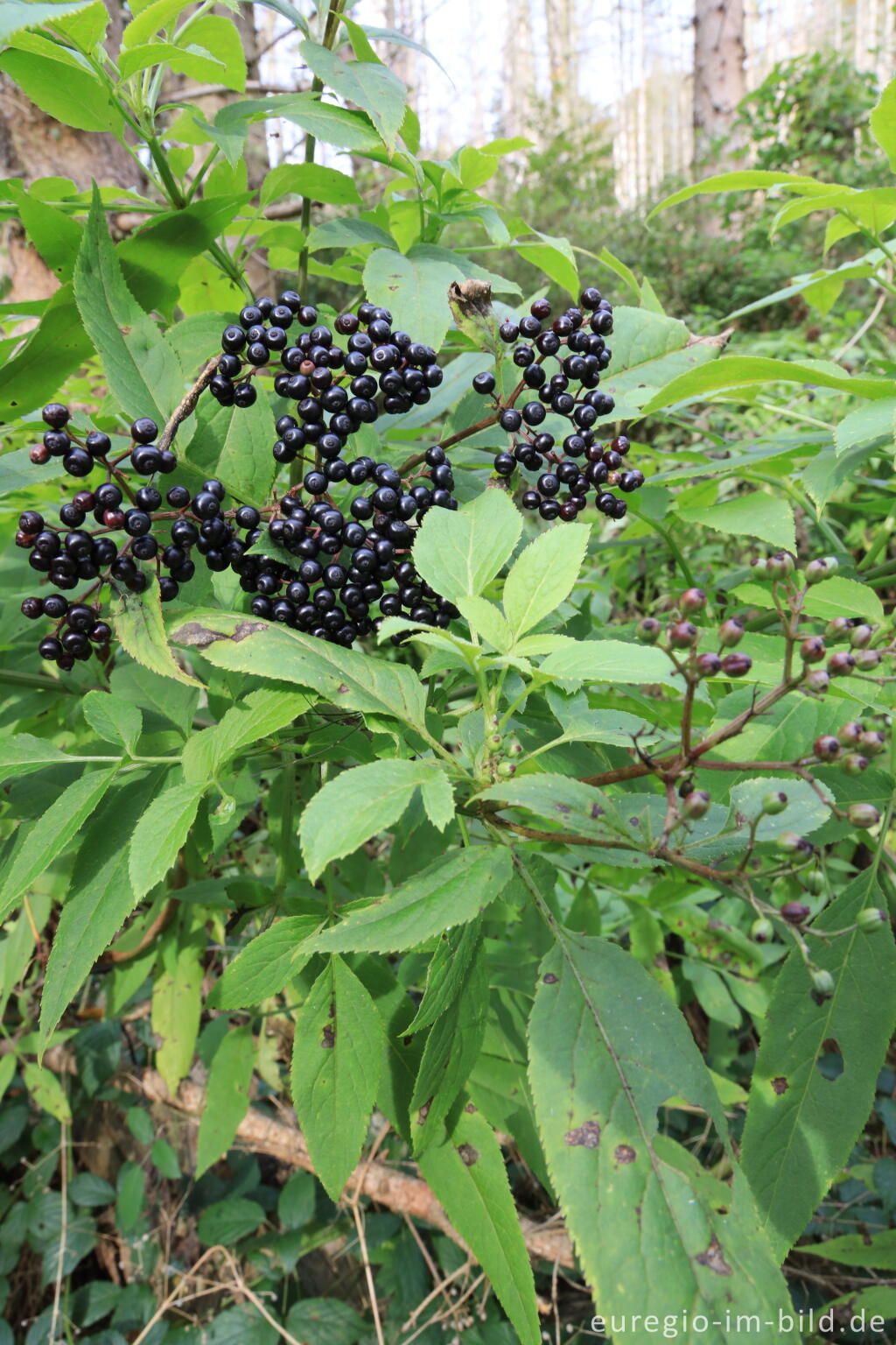 Detailansicht von Zwerg-Holunder, Sambucus ebulus