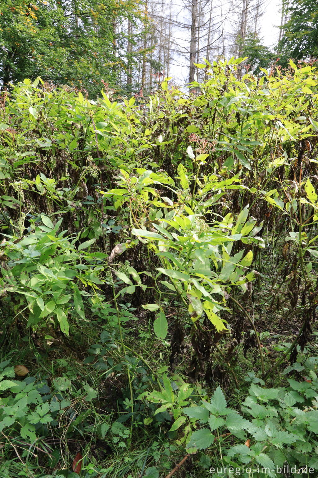 Detailansicht von Zwerg-Holunder, Sambucus ebulus