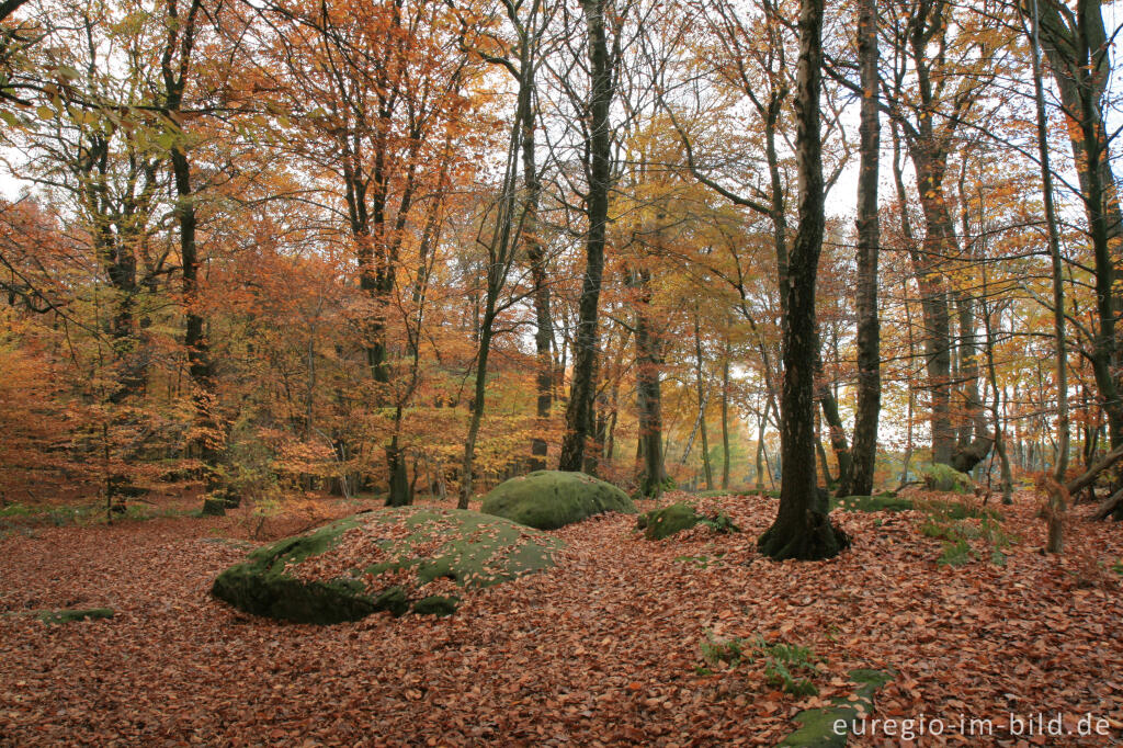 Detailansicht von Zyklopensteine im Aachener Wald