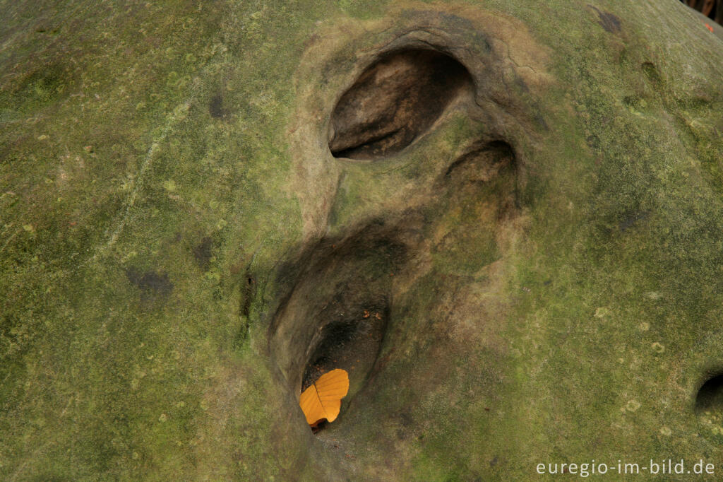 Detailansicht von Zyklopensteine im Aachener Wald