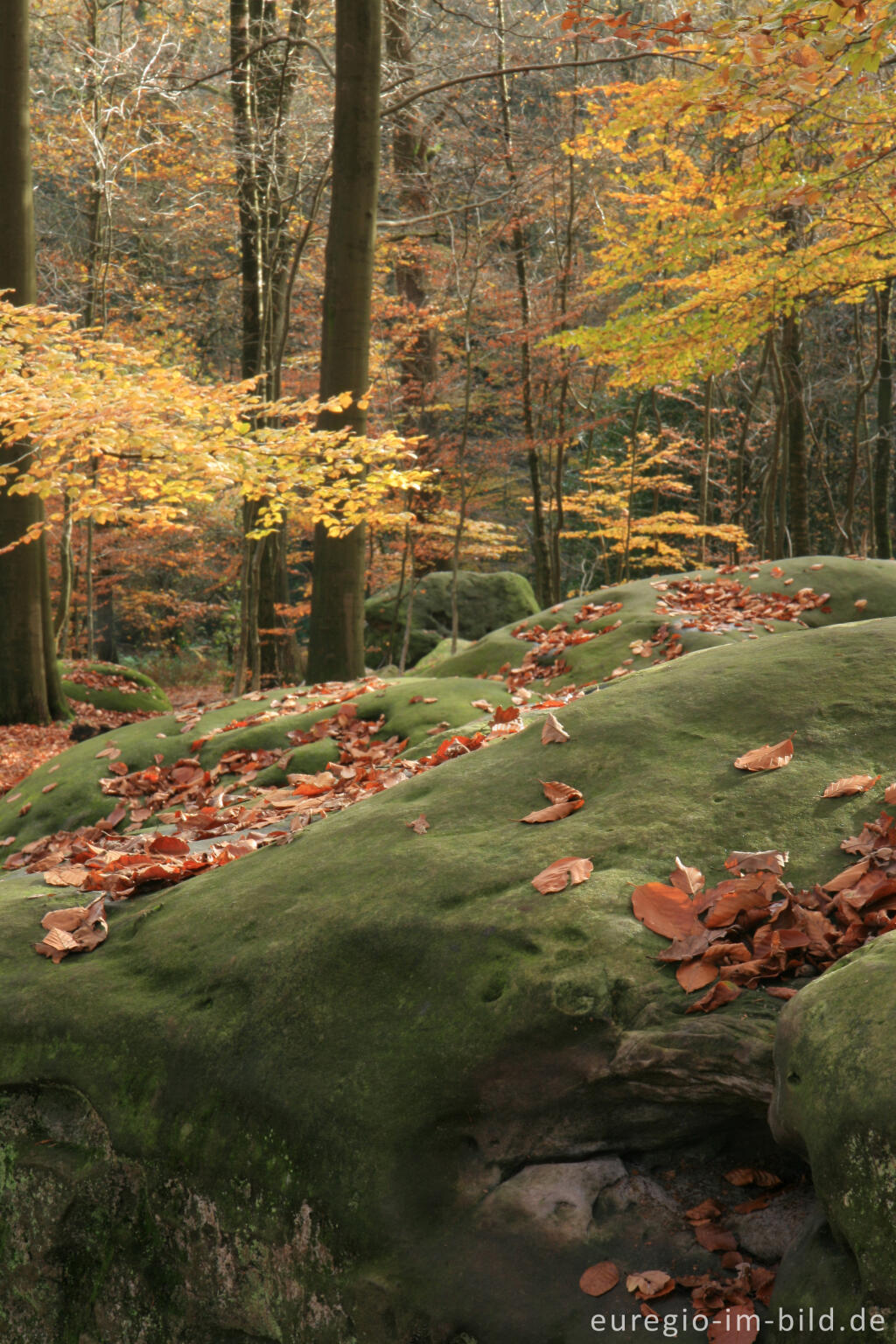 Detailansicht von Zyklopensteine im Aachener Wald