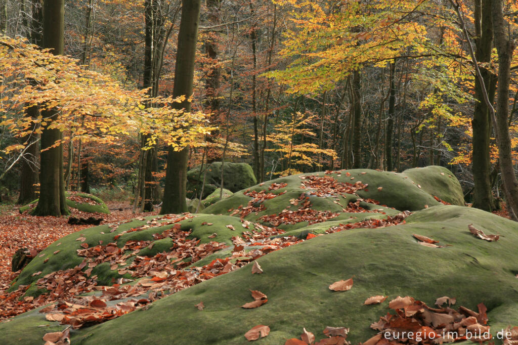 Detailansicht von Zyklopensteine im Aachener Wald