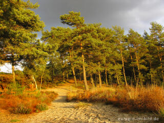 Abendstimmung in der Brunssumer Heide