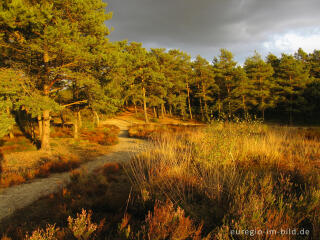 Abendstimmung in der Brunssumer Heide