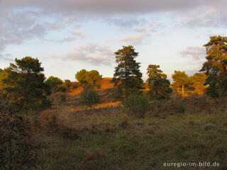 Abendstimmung in der Brunssumer Heide