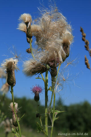 Acker-Kratzdistel, Cirsium arvense, Breinig, Nordeifel