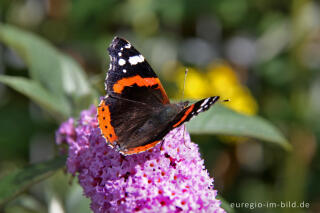 Admiral, Vanessa atalanta, auf Schmetterlingsflieder