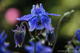 Akelei, Aquilegia vulgaris 