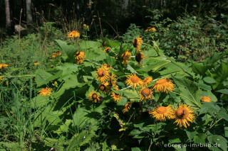 Alant, Inula helenium