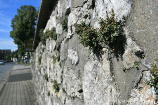 Alt Breinig, Mauerfarn, Breinig, Nordeifel