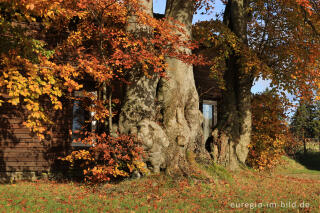 Alte Buchenhecke in Monschau-Mützenich