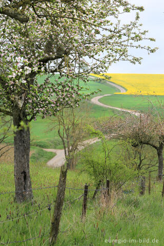 Alte Obstbäume in der Südeifel zwischen Schankweiler und Peffingen