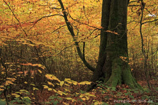 Alter Baum und junge Bäume