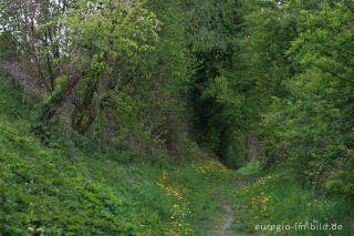 Alter Hohlweg westlich von Orsbach