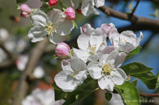 Apfelblüte