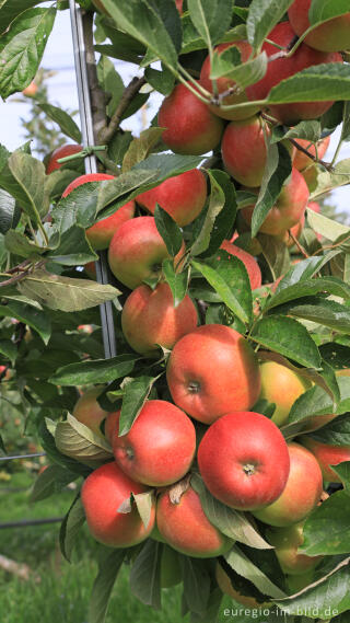 Apfelplantage bei Reijmerstok in Süd-Limburg