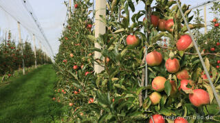 Apfelplantage bei Reijmerstok in Süd-Limburg