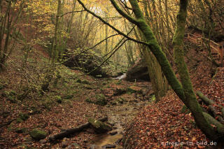 Auf dem Eifelsteig im Butzerbachtal, Südeifel