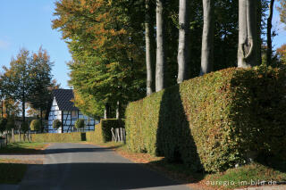 Auf dem Heckenweg in Höfen