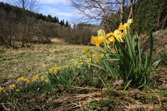 Auf dem Narzissenrundweg im Perlenbach- und Fuhrtsbachtal