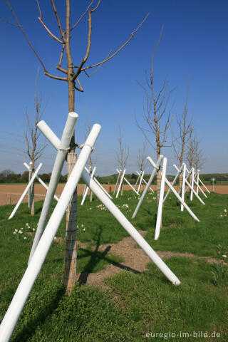 Auf dem Weißen Weg, Maulbeerhügel 