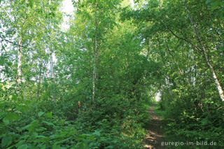 Auf der großen Kalkhalde, Kalkhaldenpark Würselen