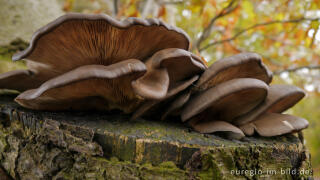 Austernseitling, Pleurotus ostreatus, auf einer Rotbuche