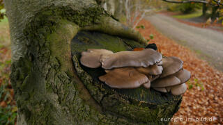 Austernseitling, Pleurotus ostreatus, auf einer Rotbuche