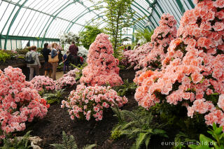 Azaleenblüte in den Königlichen Gewächshäusern von Laken (Laeken)