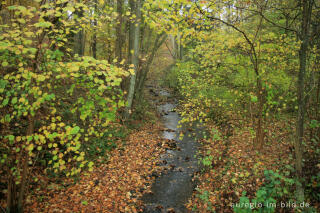 Bach in der Nordeifel im Herbst