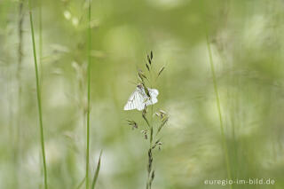 Baum-Weißling, Aporia crataegi