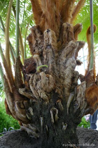 Baumfarn Cibotium schidei, Königliche Gewächshäuser von Laken (Laeken)