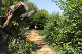 Baumruine beim  "Alten Landgraben"