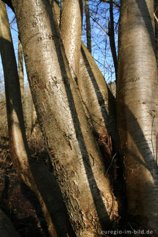 Baumstämme von Wildkirschen, Unteres Broichbachtal 