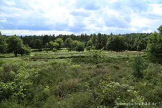 Beim Fliegenberg in der Wahner Heide