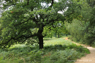 Beim Fliegenberg in der Wahner Heide