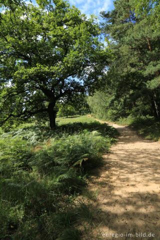 Beim Fliegenberg in der Wahner Heide