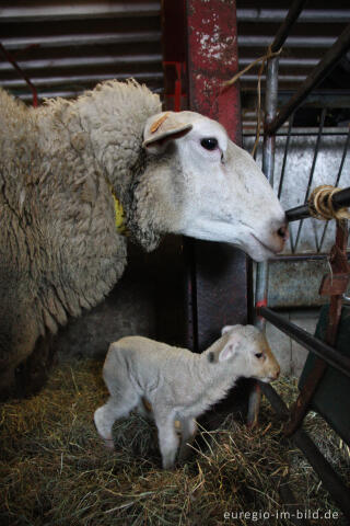 Belgisches Milchschaf (mouton Laitier belge), Schäferei "Bergerie des Aris"