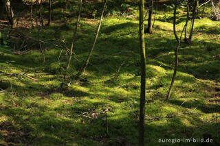 Bemooster Waldboden in der Brunssummerheide