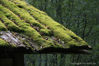 Bemoostes Dach im Liesertal