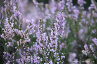 Besenheide, Calluna vulgaris, in der Drover Heide