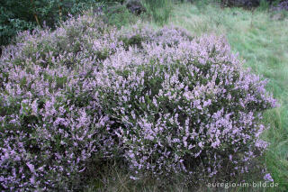 Besenheide, Calluna vulgaris, in der Drover Heide