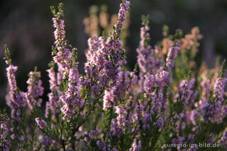 Besenheide, Calluna vulgaris, in der Drover Heide