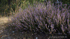 Besenheide, Calluna vulgaris, Teverener Heide