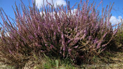 Besenheide, Calluna vulgaris, Teverener Heide