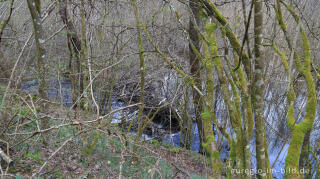 Biberdamm im Perlenbachtal