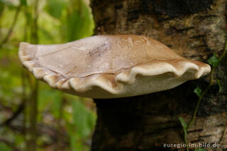 Birkenporling, Piptoporus betulinus