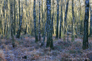 Birkenwald, Münsterwald, Nordeifel